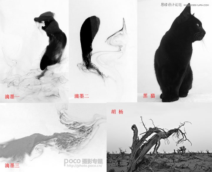 Photoshop合成蹲在树枝上的猫咪,PS教程,图老师教程网